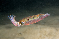 Doryteuthis opalescens (Market Squid)