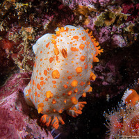 Triopha catalinae (Catalina Triopha)