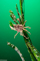 Pugettia richii (Cryptic Kelp Crab)