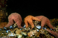 Pisaster ochraceus (Ochre Star)