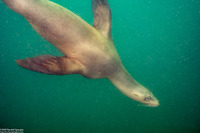 Zalophus californianus (California Sea Lion)