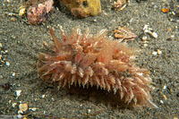 Dirona picta (Colorful Dirona)