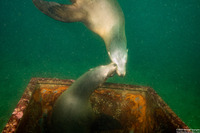 Zalophus californianus (California Sea Lion)
