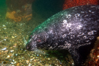 Phoca vitulina (Harbor Seal)