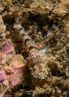 Artedius corallinus (Coralline Sculpin)