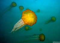 Chrysaora fuscescens (Brown Jellyfish)