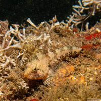 Artedius harringtoni (Scalyhead Sculpin)
