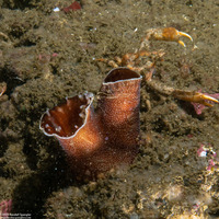 Chaceia ovoidea (Wart-Neck Piddock)