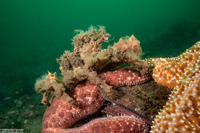 Loxorhynchus crispatus (Masking Crab)