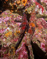 Oxylebius pictus (Painted Greenling)