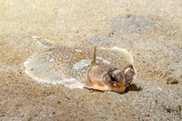 Pleuronichthys coenosus (C-O Sole)