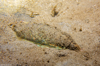 Aphrodita japonica (Sea Mouse)