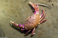 Metacarcinus gracilis (Graceful Crab)