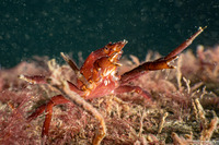 Pugettia producta (Northern Kelp Crab)
