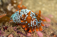 Triopha maculata (Spotted Triopha)