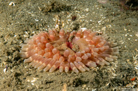 Urticina clandestina (Urticina Clandestina)