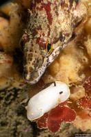 Oxylebius pictus (Painted Greenling)