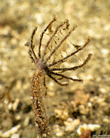 Praxillura maculata (Windmill Worm)