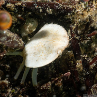 Cancer productus (Red Rock Crab)