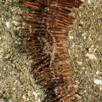 Ophiopteris papillosa (Flat-Spined Brittle Star)