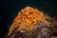 Aplidium californicum (Sea Pork)