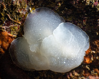 Berthella chacei (White Berthella)