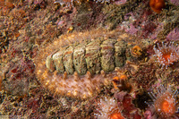 Mopalia ciliata (Hairy Chiton)