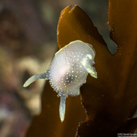 Acanthodoris hudsoni (Hudson's Horned Dorid)