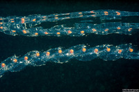 Salpa fusiformis (Common Salp)