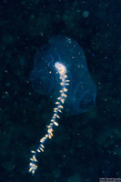 Praya sp.1 (Praya sp.1)