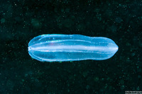 Beroe cucumis (Beroe cucumis)