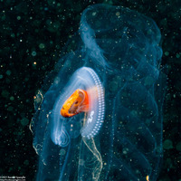 Salpa fusiformis (Common Salp)