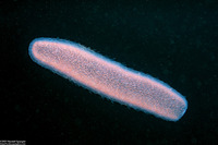 Pyrosoma atlanticum (Pyrosome)