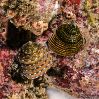 Calliostoma ligatum (Blue Top Snail)