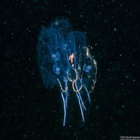 Cyclosalpa bakeri (Cyclosalpa Bakeri)