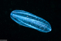 Beroe cucumis (Beroe cucumis)