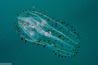 Leucothea pulchra (Leucothea Pulchra)