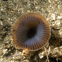 Myxicola sp.1 (Slime Fan Worm)