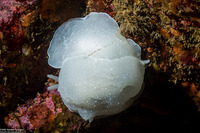 Berthella chacei (White Berthella)