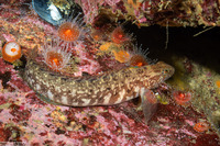 Rathbunella alleni (Stripefin Ronquil)