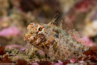 Orthonopias triacis (Snubnose Sculpin)