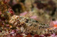 Orthonopias triacis (Snubnose Sculpin)