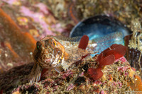 Orthonopias triacis (Snubnose Sculpin)