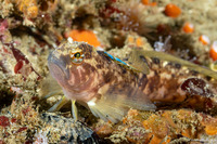 Rathbunella alleni (Stripefin Ronquil)