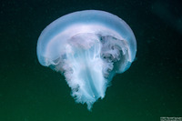 Aurelia aurita (Moon Jelly)