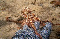 Octopus rubescens (Red Octopus)