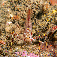 Pandalus danae (Dock Shrimp)
