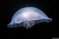 Aurelia aurita (Moon Jelly)