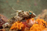 Icelinus tenuis (Spotfin Sculpin)