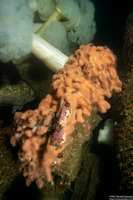 Aplidium californicum (Sea Pork)